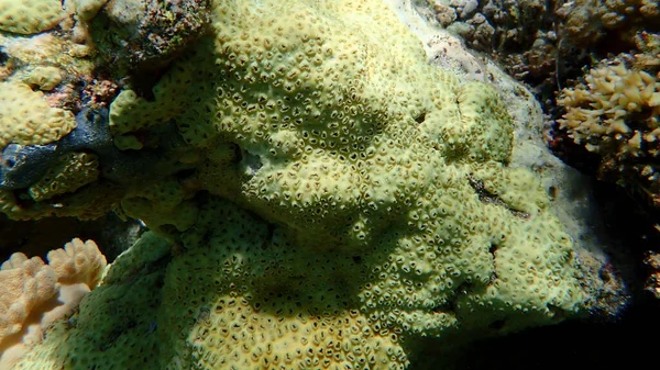 Rubber Koraal Rubberachtige Zoanthide Korstmosdiertjes Palythoa Tuberculosa Onderwater Rode Zee — Stockfoto