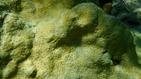 Corallo Gomma Zoantide Gommoso Zoantide Incrostante Palythoa Tuberculosa Sottomarino Mar — Foto Stock