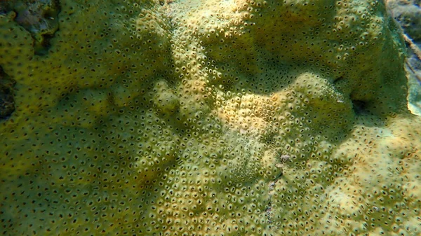 산호나 홍수림 Palythoa Tubertudersa 둘러싸고 주머니쥐 Palythoa Tubertudersa 이집트 Sharm — 스톡 사진