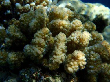 Taşlı mercan ahşap mercan ya da karnabahar mercanı, tokmak boynuzlu mercan (Pocillopora verrucosa) denizaltı, Kızıldeniz, Mısır, Sharm El Sheikh, Nabq Körfezi