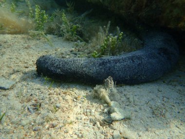 Deniz altı deniz hıyarı (Holothuria atra), Kızıldeniz, Mısır, Sharm El Şeyh, Nabq Körfezi