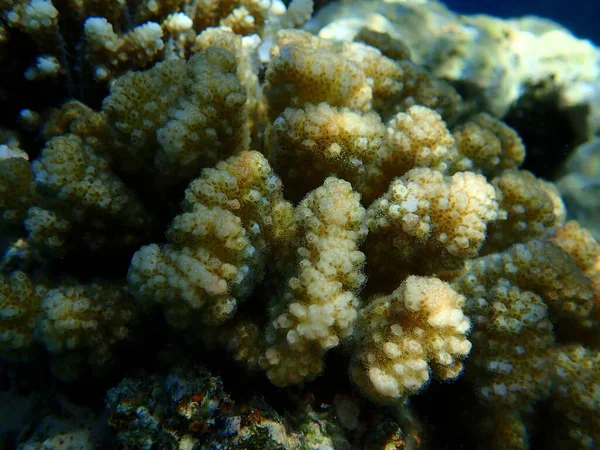 Steinkorallen Raspelkoralle Oder Blumenkohl Koralle Knopfhörnchen Koralle Pocillopora Verrucosa Unterwasser — Stockfoto