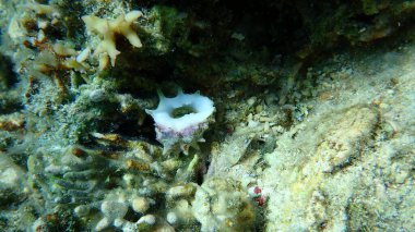 Deniz salyangozu benekli uyuşturucu (Drupa ricinus lischkei) denizaltı, Kızıl Deniz, Mısır, Sharm El Sheikh, Nabq Körfezi