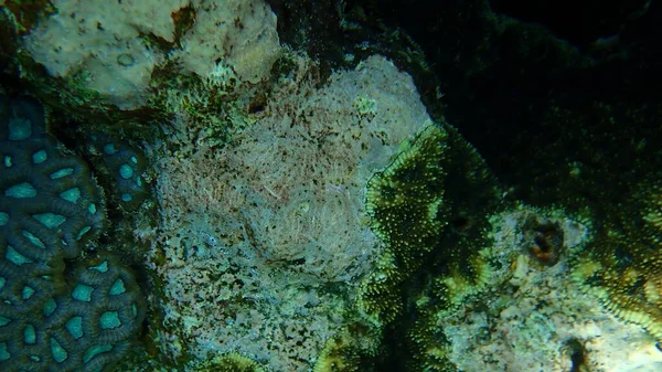 Algas Coralinas Corallinales Submarinas Mar Vermelho Egito Sharm Sheikh Baía — Fotografia de Stock