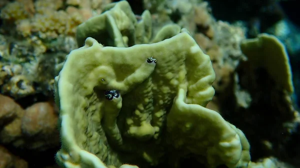 Julgransmask Spirobranchus Giganteus Och Tallrik Eld Korall Millepora Platyphylla Vatten — Stockfoto