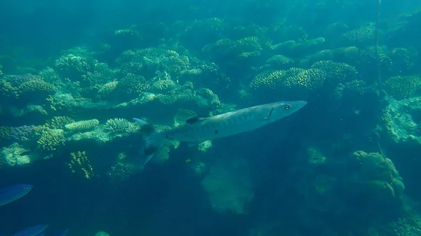 Большая Барракуда Sphyraena Barracuda Водой Красное Море Египет Шарм Эль — стоковое фото