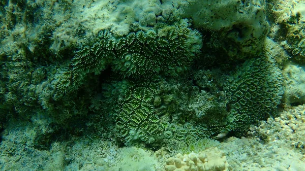 クリスタルサンゴまたはタコサンゴ 蛍光草サンゴ 銀河サンゴ ガラクシアファスチャリス エジプト 魅力エルシェイク ナベク湾 — ストック写真