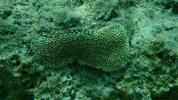 Koralowiec Kryształowy Lub Ośmiornica Koralowiec Fluorescencyjny Koralowiec Galaktyczny Galaxea Fascicularis — Zdjęcie stockowe