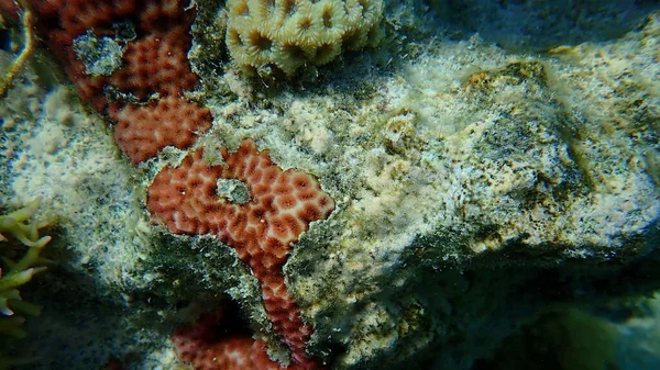 Coral Corteza Leptastrea Purpurea Bajo Mar Mar Rojo Egipto Sharm — Foto de Stock