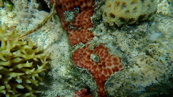 Coral Corteza Leptastrea Purpurea Bajo Mar Mar Rojo Egipto Sharm — Foto de Stock