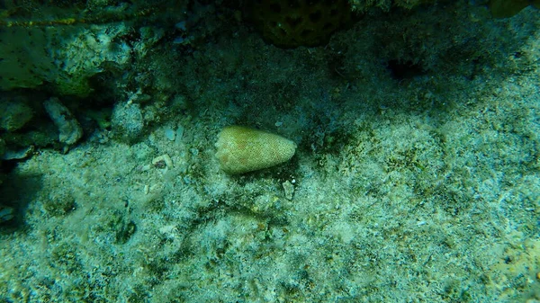 Sea Snail Sand Dusted Cone Conus Arenatus Undersea Red Sea — Stock Photo, Image