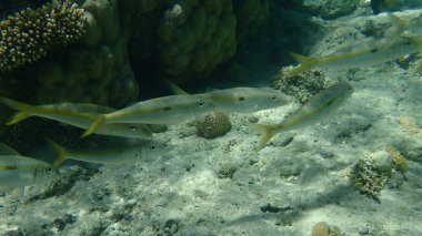 Sarı çizgili keçi balığı (Mulloidichthys flavolineatus) denizaltı, Kızıldeniz, Mısır, Sharm El Sheikh, Nabq Bay