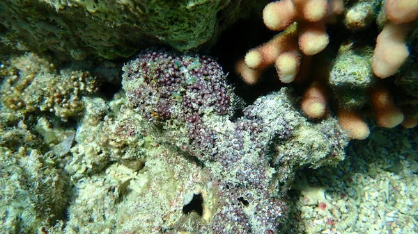 オルガンパイプサンゴまたは赤いオルガンパイプサンゴ トゥビポラ音楽 エジプト 魅力エル シェイク ナベク湾 — ストック写真