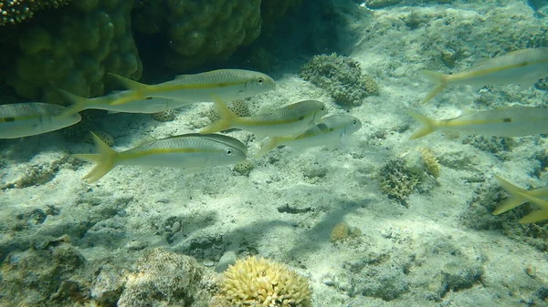 Pez Cabra Rayas Amarillas Mulloidichthys Flavolineatus Bajo Mar Mar Rojo — Foto de Stock