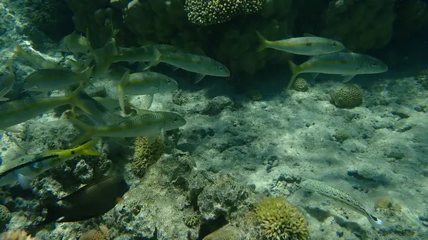 Geelgestreepte Geitenvis Mulloidichthys Flavolineatus Onderzees Rode Zee Egypte Sharm Sheikh — Stockfoto