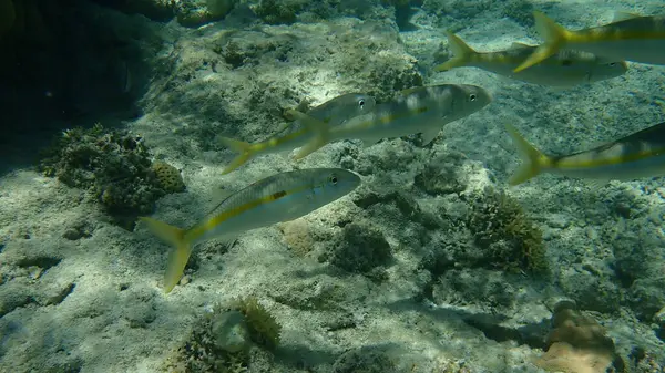 Pesci Capra Striati Gialli Mulloidichthys Flavolineatus Sottomarini Mar Rosso Egitto — Foto Stock