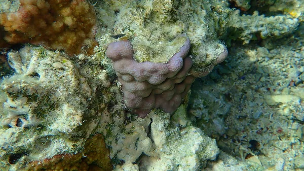 Corallo Dei Pori Montipora Venosa Sottomarino Mar Rosso Egitto Sharm — Foto Stock