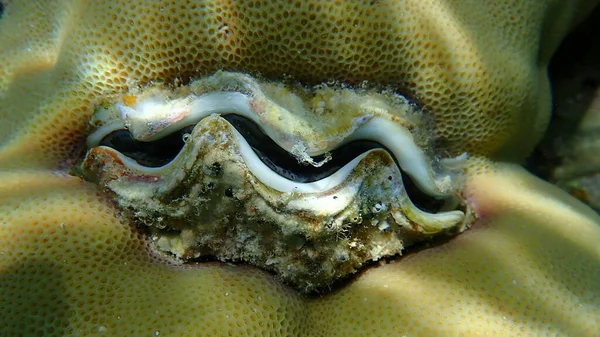 Bivalve Mollusc Maxima Clam Small Giant Clam Tridacna Maxima Close — Stock Photo, Image
