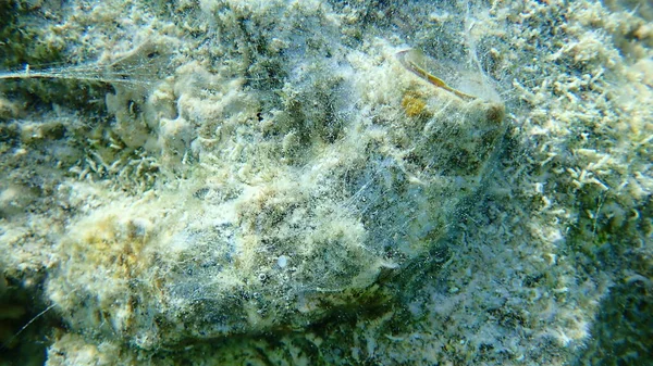 Wielki Ślimak Lub Wielka Muszla Robaka Ceraesignum Maximum Pod Morzem — Zdjęcie stockowe