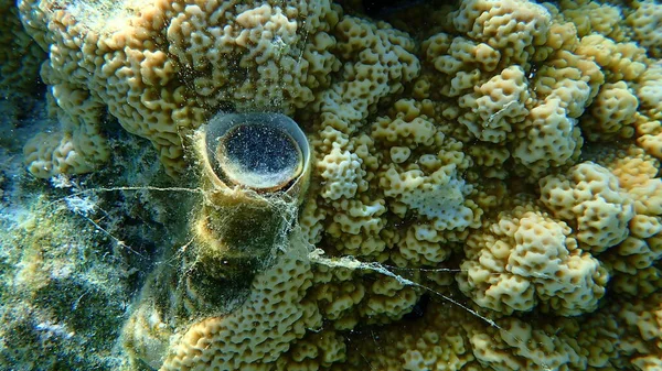 Μεγάλη Σκουληκοσαλιγκάρι Μεγάλο Κέλυφος Σκουληκιών Ceraesignum Μέγιστο Υποθαλάσσια Ερυθρά Θάλασσα — Φωτογραφία Αρχείου