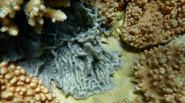 Gümüş mavisi sünger (Lamellodyside herbacea) denizaltı, Kızıl Deniz, Mısır, Sharm El Sheikh, Nabq Körfezi