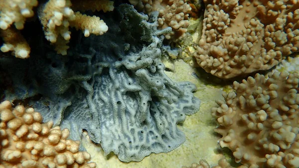 Spugna Blu Argentea Lamellodysidea Herbacea Sottomarina Mar Rosso Egitto Sharm — Foto Stock