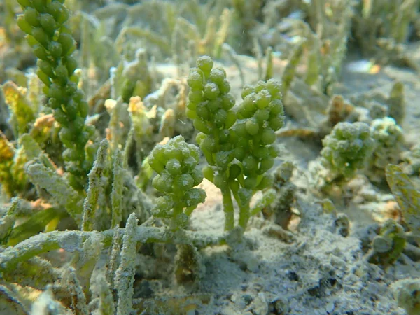 Yeşil yosun deniz üzümleri (Caulerpa racemosa) denizaltı, Kızıl Deniz, Mısır, Sharm El Sheikh, Nabq Körfezi
