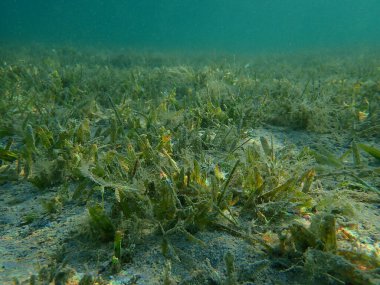 Seagrass Oceana serrulata denizaltı, Kızıl Deniz, Mısır, Sharm El Sheikh, Nabq Bay