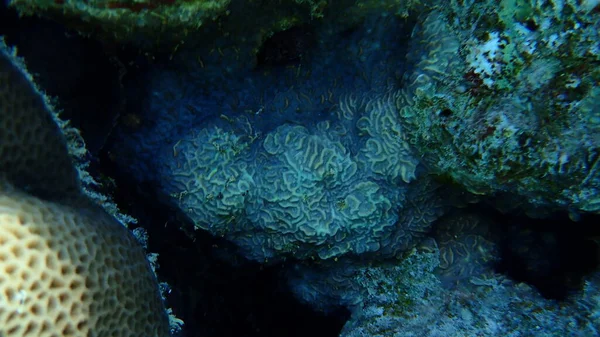 Koral Bintang Yang Lebih Besar Paramontastraea Peresi Bawah Laut Laut — Stok Foto