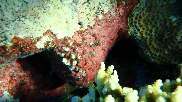 Красные Коралловые Водоросли Sporolithon Подводное Красное Море Египет Шарм Эль — стоковое фото