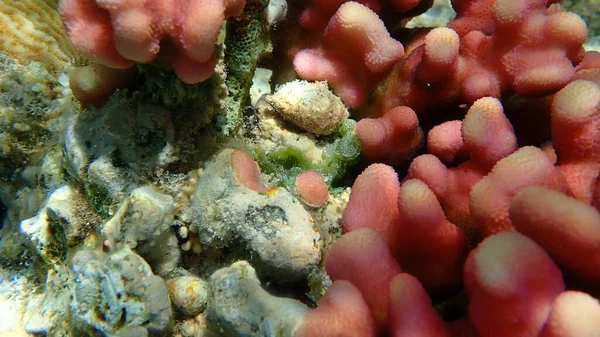 Green Algae Dictyosphaeria Cavernosa Undersea Red Sea Egypt Sharm Sheikh — Stock Photo, Image