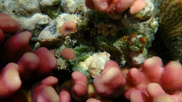 Zelené Řasy Dictyosphaeria Cavernosa Pod Mořem Rudé Moře Egypt Sharm — Stock fotografie