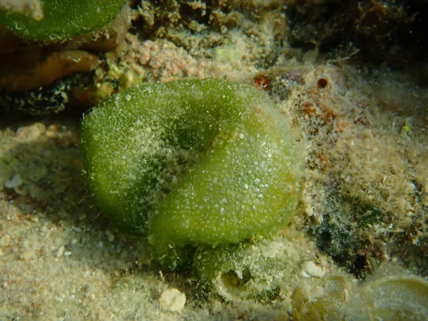 Algas Verdes Dictyosphaeria Cavernosa Submarino Mar Rojo Egipto Sharm Sheikh — Foto de Stock