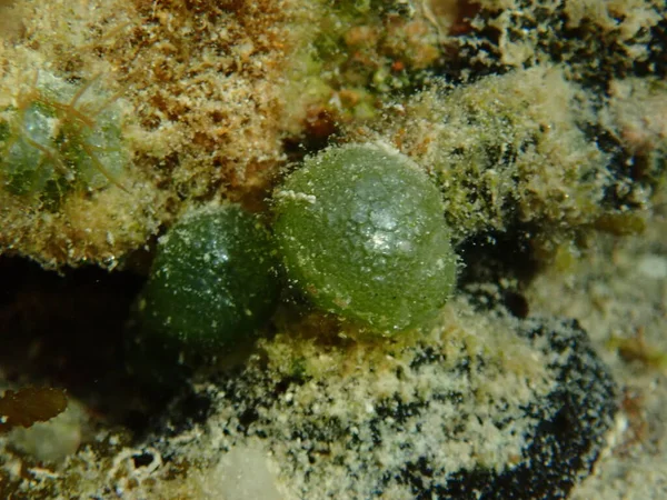 Algas Verdes Dictyosphaeria Cavernosa Submarino Mar Rojo Egipto Sharm Sheikh — Foto de Stock