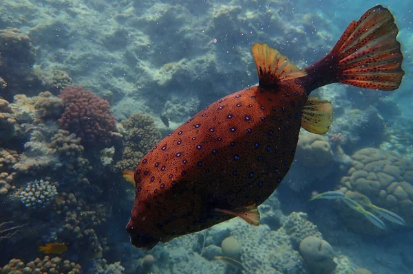 Куб Trunkfish Желтый Boxfish Ostracion Cubicum Водой Красное Море Египет — стоковое фото