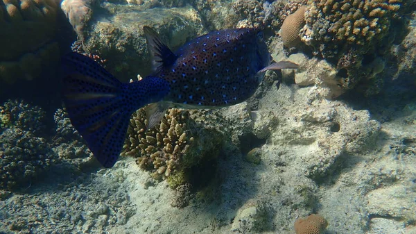 Pez Tronco Del Cubo Boxfish Amarillo Ostracion Cubicum Bajo Mar — Foto de Stock