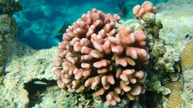 Taş mercan başlıklı mercan ya da yumuşak karnabahar mercanı (Stylophora pistillata) denizaltı, Kızıl Deniz, Mısır, Sharm El Sheikh, Nabq Körfezi