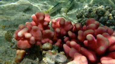 Taş mercan başlıklı mercan ya da yumuşak karnabahar mercanı (Stylophora pistillata) denizaltı, Kızıl Deniz, Mısır, Sharm El Sheikh, Nabq Körfezi