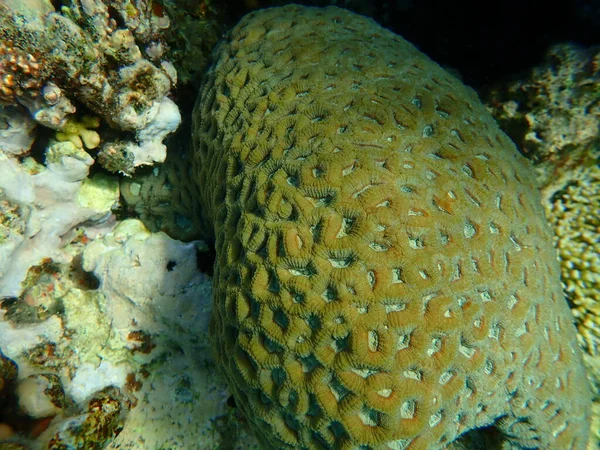 Coral Botão Favites Rotundata Submarino Mar Vermelho Egito Sharm Sheikh — Fotografia de Stock