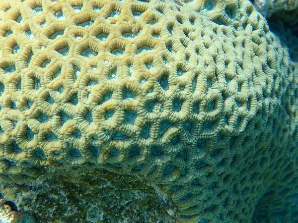 Knob Coral Favites Rotundata Υποθαλάσσια Ερυθρά Θάλασσα Αίγυπτος Sharm Sheikh — Φωτογραφία Αρχείου