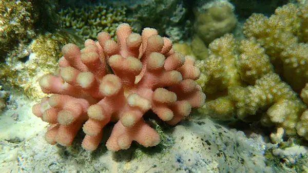 Кам Яні Корали Hood Coral Smooth Cauliflower Coral Pistillate Coral — стокове фото
