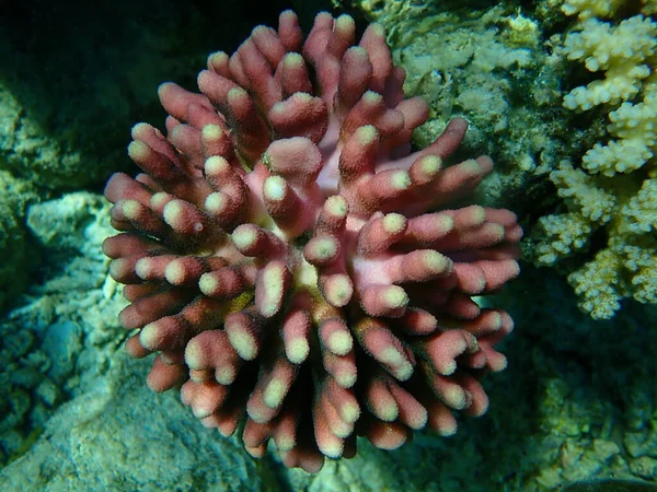 Köves Korall Hood Korall Vagy Sima Karfiol Korall Pistillate Korall — Stock Fotó