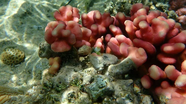 石のサンゴフードサンゴまたは滑らかなカリフラワーサンゴ 雌しべサンゴ Stylophora Pistilata エジプト 魅力的なエルシェイク ナベク湾 — ストック写真