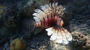 Sıradan aslan balığı ya da şeytan ateşböceği, Hint aslanı (Pterois mil) denizaltı, Kızıl Deniz, Mısır, Sharm El Şeyh, Nabq Körfezi