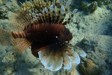 Sıradan aslan balığı ya da şeytan ateşböceği, Hint aslanı (Pterois mil) denizaltı, Kızıl Deniz, Mısır, Sharm El Şeyh, Nabq Körfezi