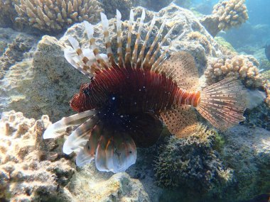 Sıradan aslan balığı ya da şeytan ateşböceği, Hint aslanı (Pterois mil) denizaltı, Kızıl Deniz, Mısır, Sharm El Şeyh, Nabq Körfezi