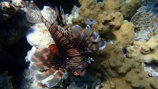 Gewone Leeuwenvis Duivelse Firefish Indische Leeuwenvis Pterois Miles Onderwater Rode — Stockfoto