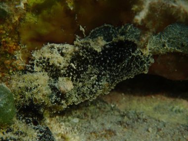 Deniz süngeri Hyrtios erectus denizaltı, Kızıl Deniz, Mısır, Sharm El Sheikh, Nabq Bay