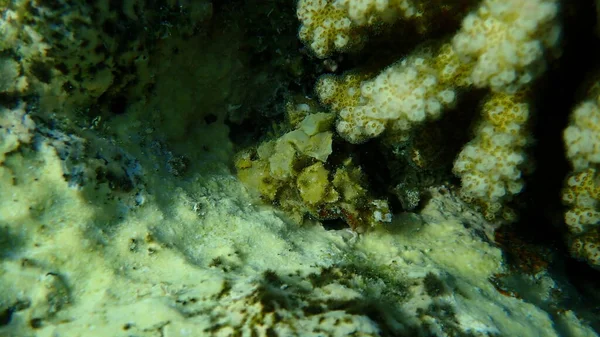 褐藻類 または海藻 タービナリアトリケトラ海底 エジプト シャルム シェイク ナブ湾 — ストック写真