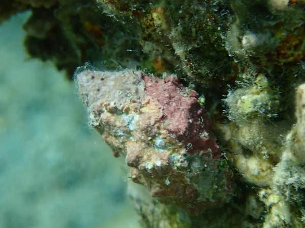 Θαλάσσια Κέρατα Σαλιγκαριού Cerithium Echinatum Υποθαλάσσια Ερυθρά Θάλασσα Αίγυπτος Sharm — Φωτογραφία Αρχείου